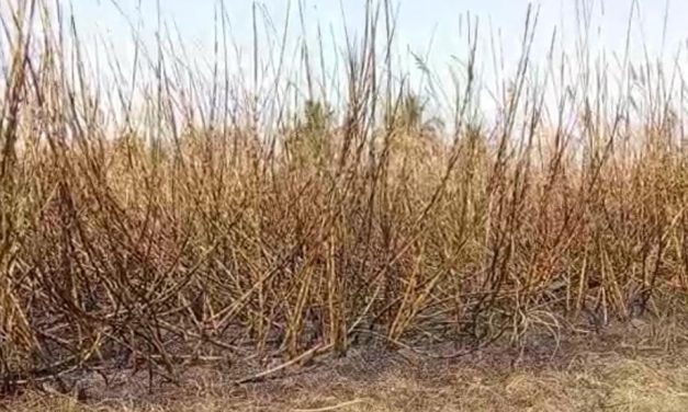 ಕಬ್ಬು ಬೆಳೆಗಾರರಿಗೆ ತಪ್ಪದ ಸಂಕಷ್ಟ, ಹೆಸ್ಕಾಂ ಅಧಿಕಾರಿಗಳ ನಿರ್ಲಕ್ಷ್ಯ ತನದಿಂದ ಬೆಂಕಿಗಾಹುತಿಯಾದ ಕಬ್ಬು ಬೆಳೆ – ವಿಡಿಯೋ