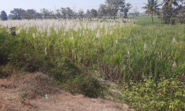 ಕಬ್ಬು ಬೆಳೆಗಾರರಿಗೆ ತಲೆನೋವಾದ “ಸೂಲಂಗಿ” (ಕಬ್ಬಿನ ಗರಿ) ಇಳುವರಿಯಲ್ಲಿ ಕಡಿಮೆ, ಕಬ್ಬು ಕಟಾವಿಗೆ ಬಾರದ ಕಾರ್ಮಿಕರು