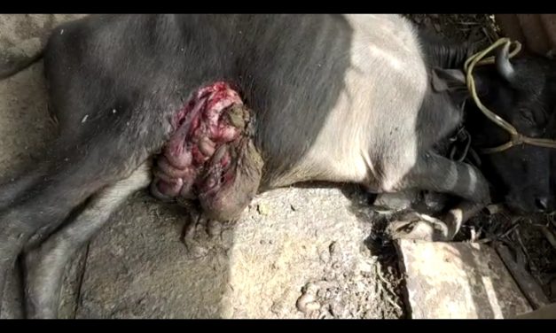 ಎಮ್ಮೆಯ ಕರುವಿನ ಮೇಲೆ ಚಿರತೆ ದಾಳಿ