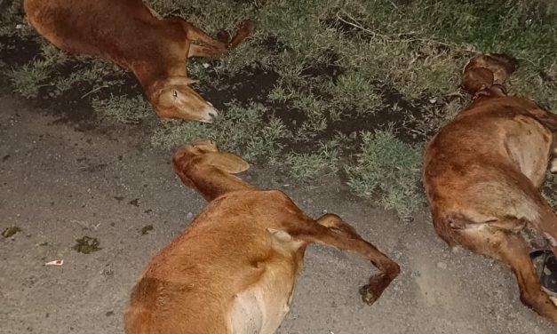 ಚಾಲಕನ ನಿಯಂತ್ರಣ ತಪ್ಪಿ ಕುರಿಗಾಯಿ ಹಾಗೂ ಕುರಿಗಳ ಮೇಲೆ ಹರಿದ ಲಾರಿ