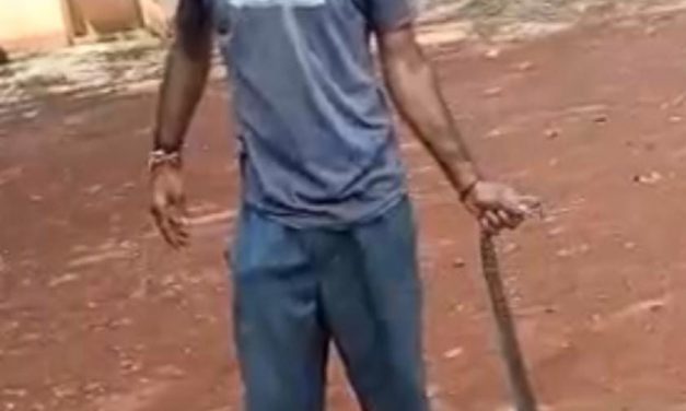 ಮಧ್ಯದ ಅಮಲಿನಲ್ಲಿ ಹಾವು ಹಿಡಿದ ಭೂಪ : ನಾಲ್ಕು ಬಾರಿ ಕಚ್ಚಿದ ಹಾವು<br>