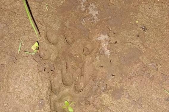 ಅಥಣಿ ತಾಲೂಕಿನಲ್ಲಿ ಚಿರತೆ ಪ್ರತ್ಯಕ್ಷ?