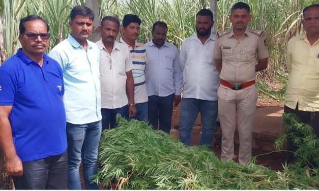 ಕಬ್ಬಿನ ಗದ್ದೆಯಲ್ಲಿ ಗಾಂಜಾ ಬೆಳೆದಿದ್ದ ಆರೋಪಿ ಬಂಧನ