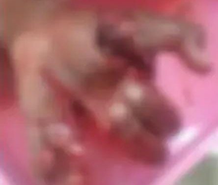 ಪಟಾಕಿ ಹೊಡೆಯುವ ಮುನ್ನ ಒಮ್ಮೆ ಈ ಸ್ಟೋರಿ ನೋಡಿ