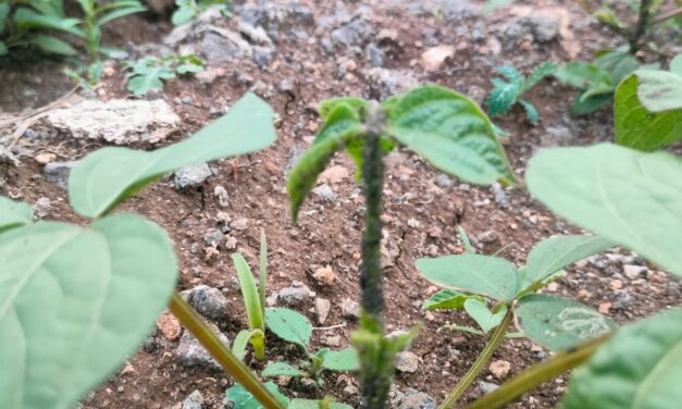 ಬಾರದ ಮಳೆ, ನೆಲಕಚ್ಚಿದ ಬೆಳೆ ಮತ್ತೆ ಗಡಿ ಭಾಗದಲ್ಲಿ ಬರದ ಛಾಯೆ