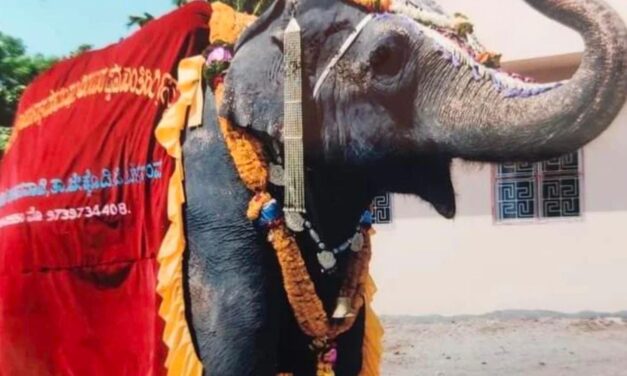 ಕೋಥಳಿ ಕುಪ್ಪಾನವಾಡಿ ಆಶ್ರಮದ ಆನೆ ಉಷಾರಾಣಿ ಇನ್ನಿಲ್ಲ