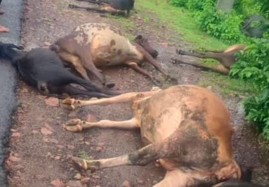 ಆಕಸ್ಮಿಕ ವಿದ್ಯುತ್ ‌ಪ್ರವಹಿಸಿ 13 ಜಾನುವಾರು ಸ್ಥಳದಲ್ಲಿಯೇ ಸಾವು