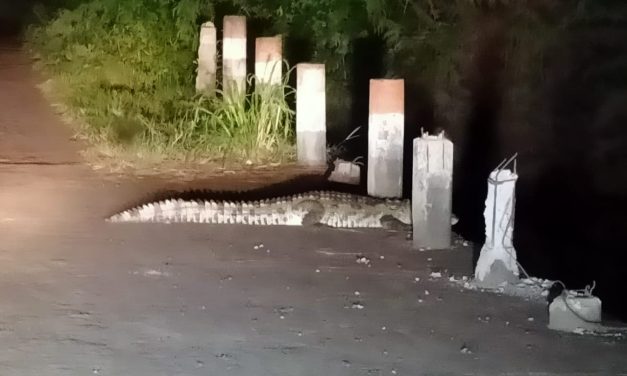 ಬೃಹತ್ ಗಾತ್ರದ ಮೊಸಳೆ ಕಂಡು ಬೆಚ್ಚಿಬಿದ್ದ ಅಥಣಿ ಜನತೆ – VIDIO