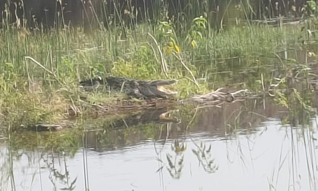 ಕಳೆದ ಒಂದು ವಾರದಿಂದ ಮೊಸಳೆ ಕಾಟದಿಂದ ಬೇಸತ್ತ ಸಾರ್ವಜನಿಕರು