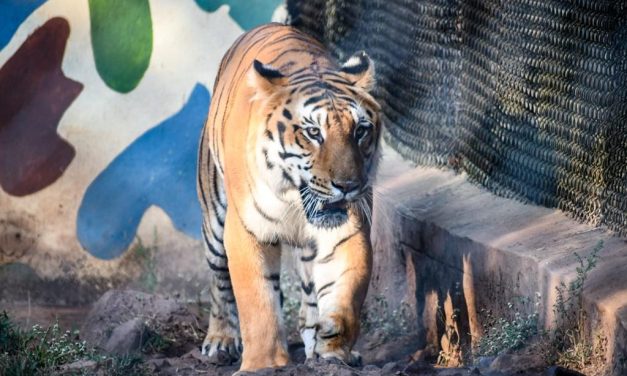 ಕಿತ್ತೂರು ರಾಣಿ ಚೆನ್ನಮ್ಮ ಕಿರು ಮೃಗಾಲಯದಲ್ಲಿದ್ದ 13 ವರ್ಷದ ಹುಲಿ (ಶೌರ್ಯ) ವಿಧಿವಶ