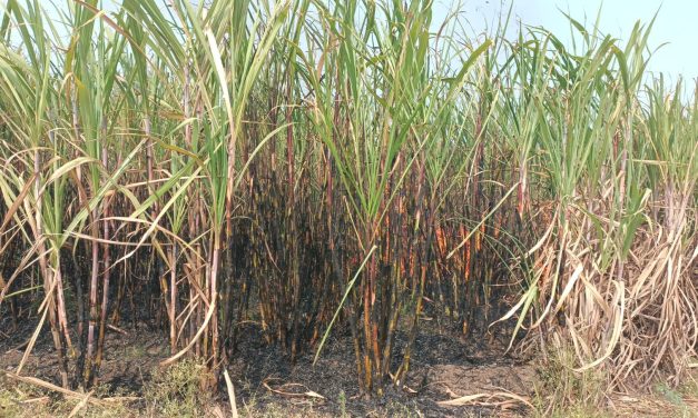 ವಿದ್ಯುತ್ ಅವಘಡ 200 ಎಕರೆ ಕಬ್ಬು ಬೆಂಕಿ ಪಾಲು