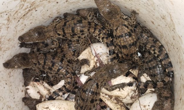 ತಾಯಿ ಮೊಸಳೆ ಸೇರಿ 50 ಕ್ಕೂ ಅಧಿಕ ಮೊಸಳೆ ಮರಿ ಪ್ರತ್ಯಕ್ಷ ; ಗ್ರಾಮಸ್ಥರಿಂದ ಮೊಸಳೆ ಮರಿಗಳ ಸುರಕ್ಷಿತ ಸೆರೆ