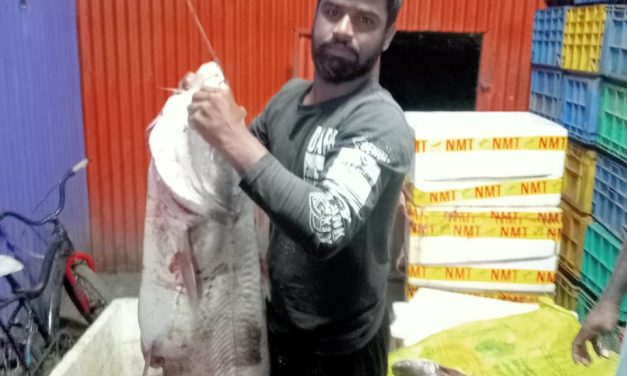 ಕೃಷ್ಣಾ ನದಿಯಲ್ಲಿ ಸೆರೆ ಸಿಕ್ಕ 20 ಕೆಜಿ ಬಾಳಿ ಮೀನು