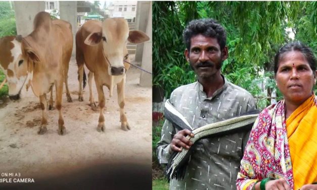 ಸಾಲ ಕಟ್ಟಿಲ್ಲ ಎಂಬ ಒಂದೇ ಕಾರಣಕ್ಕೆ ಮಣ್ಣೆತ್ತಿನ ಅಮಾವಾಸ್ಯೆ ದಿನವೇ ಎತ್ತುಗಳನ್ನ ಹೊತ್ತೊಯ್ದ ಸಾಲ ನೀಡಿದವ