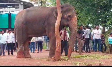 ಸುಪ್ರೀಂ ಕೋರ್ಟ್ ಆದೇಶದಂತೆ ಹೆಣ್ಣಾನೆ ಮಾಧುರಿಯ ಸ್ಥಳಾಂತರ; ವನತಾರಾ ನೀಡಿದ ಸ್ಪಷ್ಟನೆಯಲ್ಲಿ ಏನಿದೆ? ಇಲ್ಲಿದೆ ಸಂಪೂರ್ಣ ಮಾಹಿತಿ
