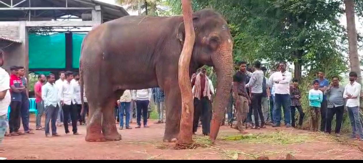 ಸುಪ್ರೀಂ ಕೋರ್ಟ್ ಆದೇಶದಂತೆ ಹೆಣ್ಣಾನೆ ಮಾಧುರಿಯ ಸ್ಥಳಾಂತರ; ವನತಾರಾ ನೀಡಿದ ಸ್ಪಷ್ಟನೆಯಲ್ಲಿ ಏನಿದೆ? ಇಲ್ಲಿದೆ ಸಂಪೂರ್ಣ ಮಾಹಿತಿ