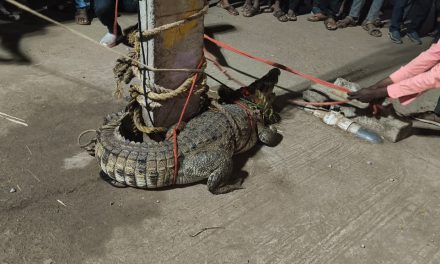 ವಿಡಿಯೋ – ಆಹಾರ ಅರಸಿ ನದಿಯಿಂದ ಗ್ರಾಮಕ್ಕೆ ಬಂದ ಮೊಸಳೆ