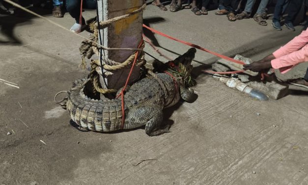ವಿಡಿಯೋ – ಆಹಾರ ಅರಸಿ ನದಿಯಿಂದ ಗ್ರಾಮಕ್ಕೆ ಬಂದ ಮೊಸಳೆ
