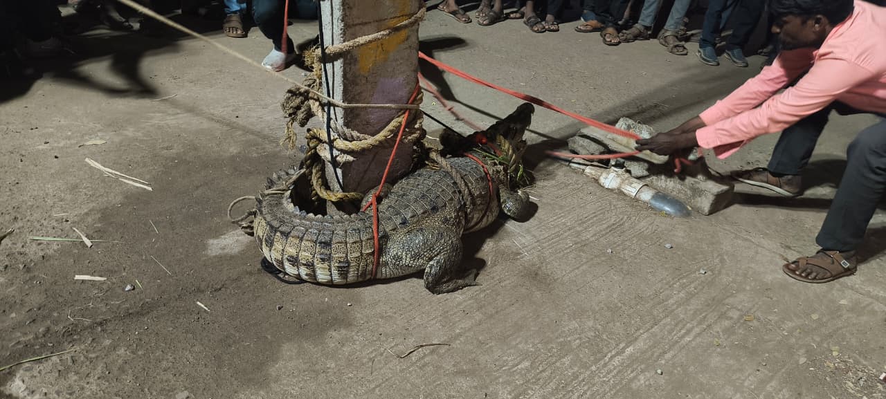 ವಿಡಿಯೋ – ಆಹಾರ ಅರಸಿ ನದಿಯಿಂದ ಗ್ರಾಮಕ್ಕೆ ಬಂದ ಮೊಸಳೆ